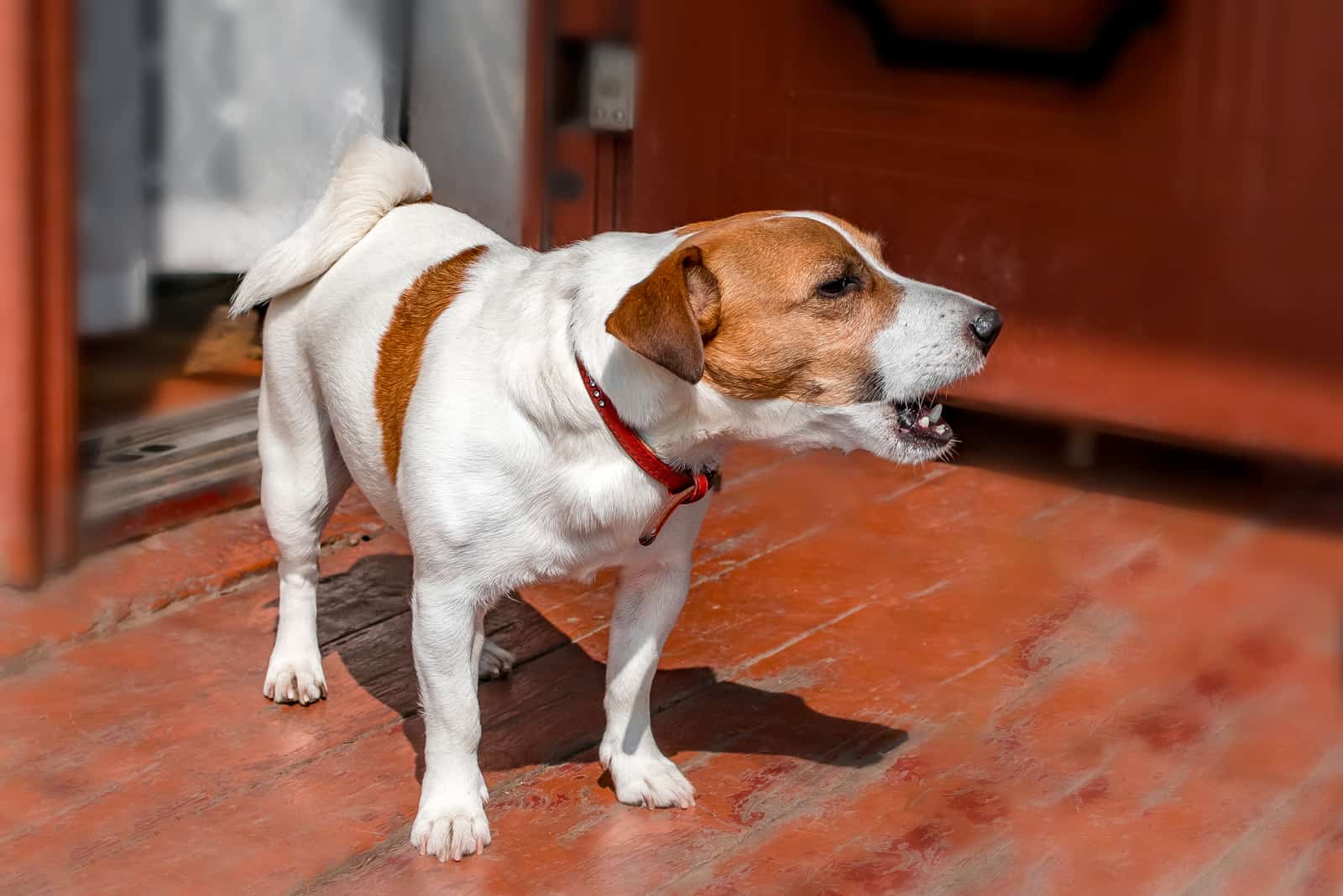 cute small dog jack russel terrier standing and barking outside on wooden porch of old country house