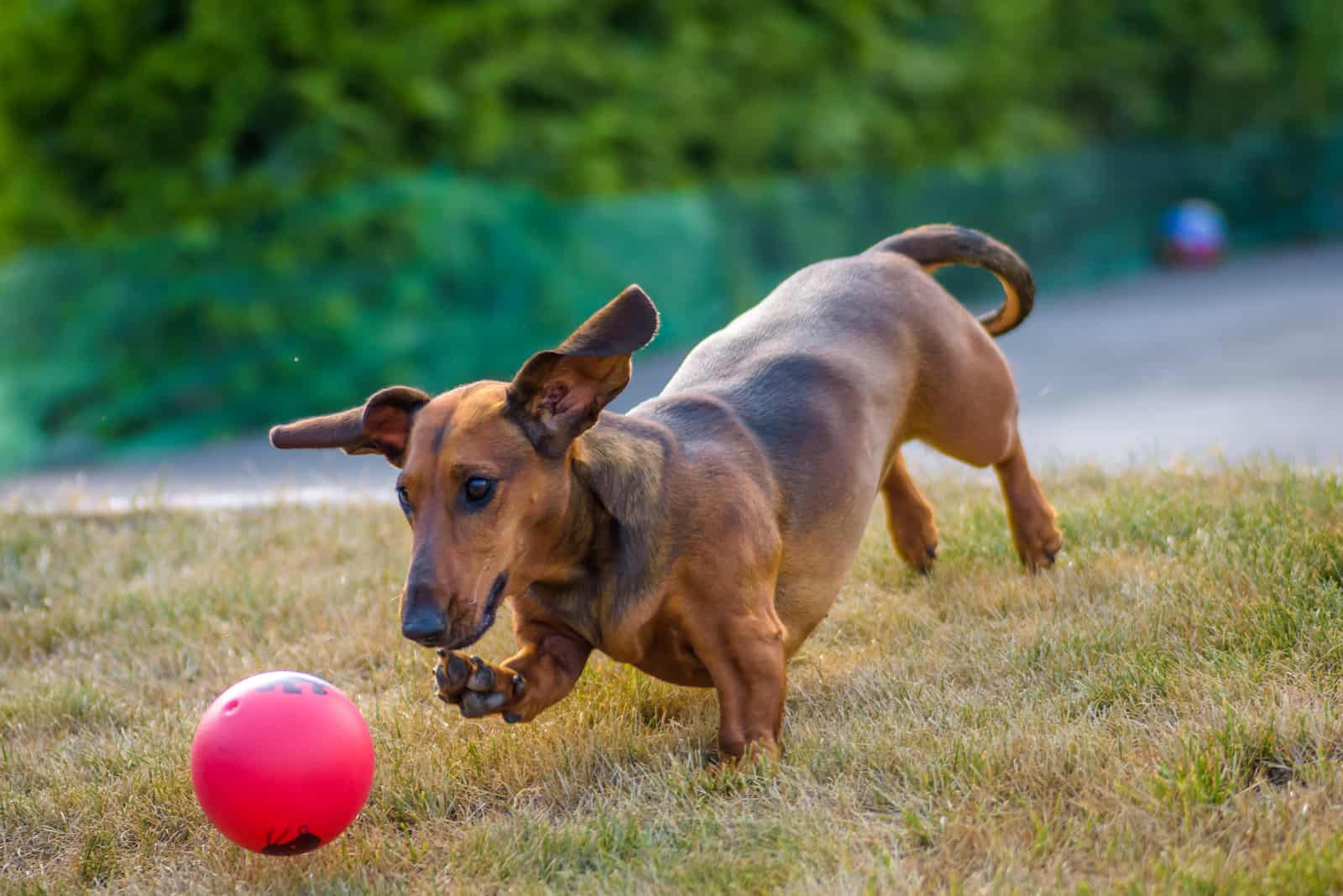 dachshund dog playing with the ball