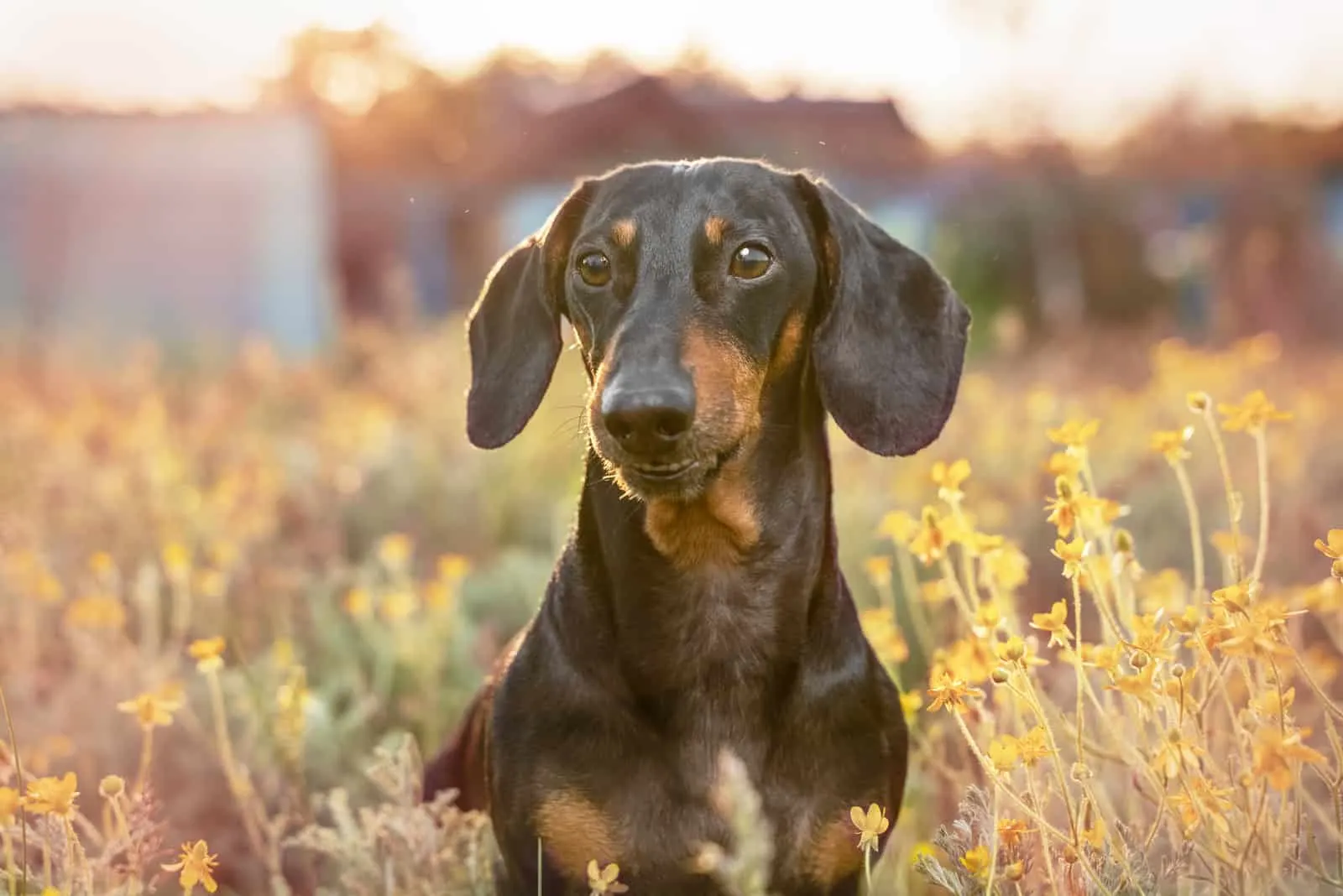 dachshund dog standing in the field