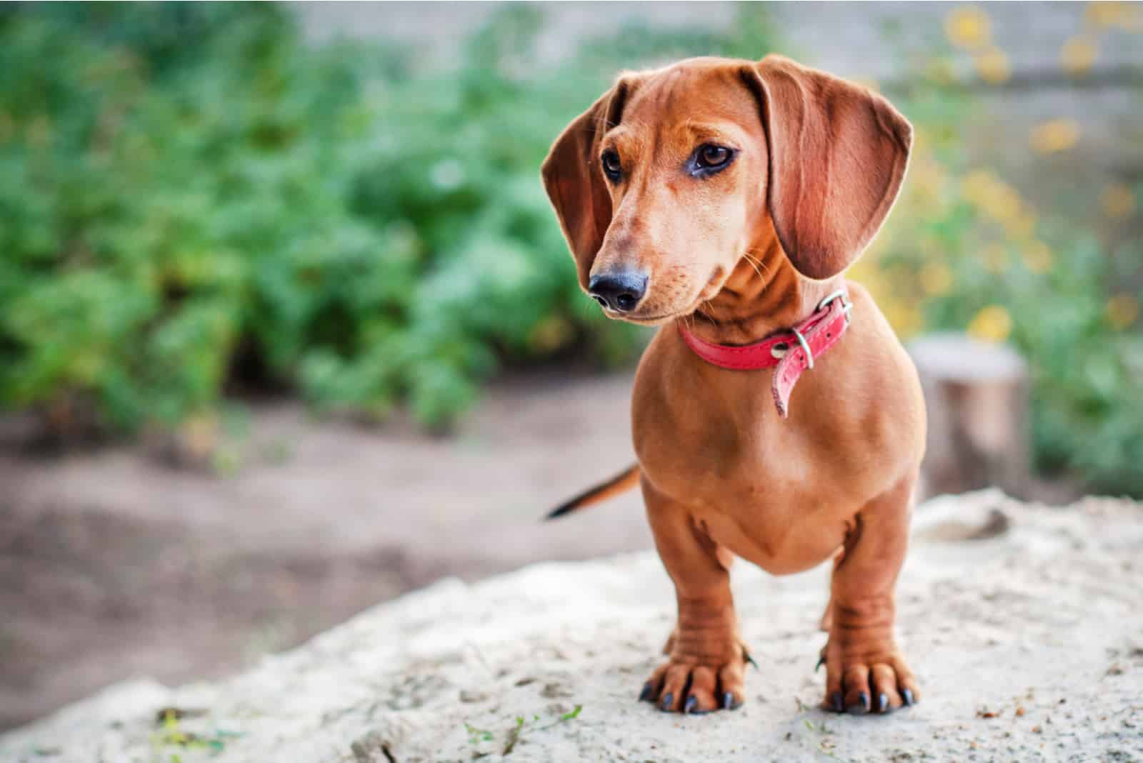dachshund imagined sitting on a stone