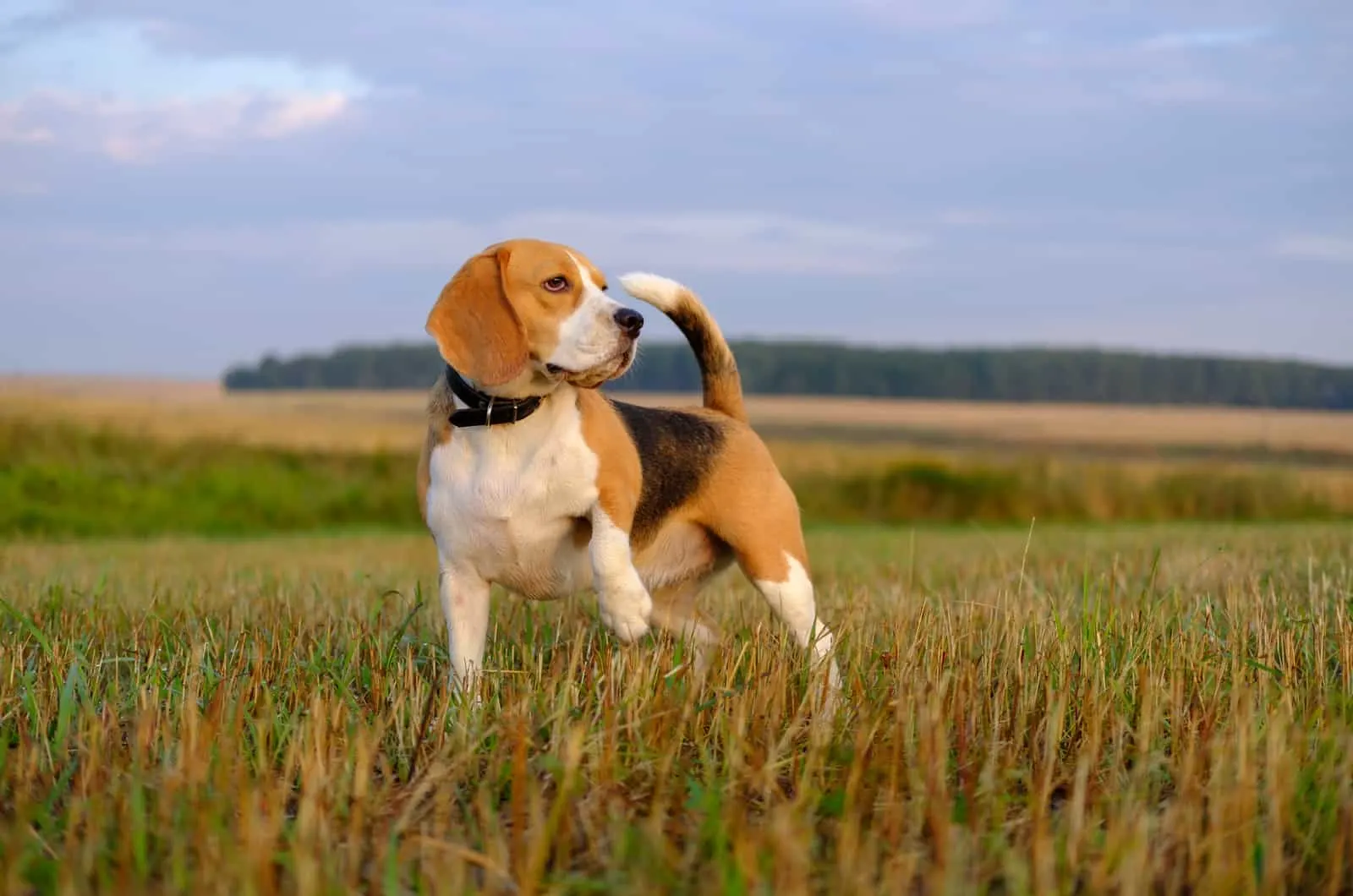 dog Beagle on a walk early in the morning at sunrise