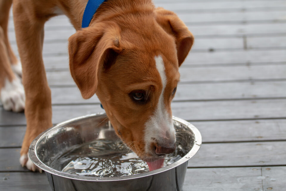 Dog Coughs After Drinking Water Here Are 6 Reasons Why