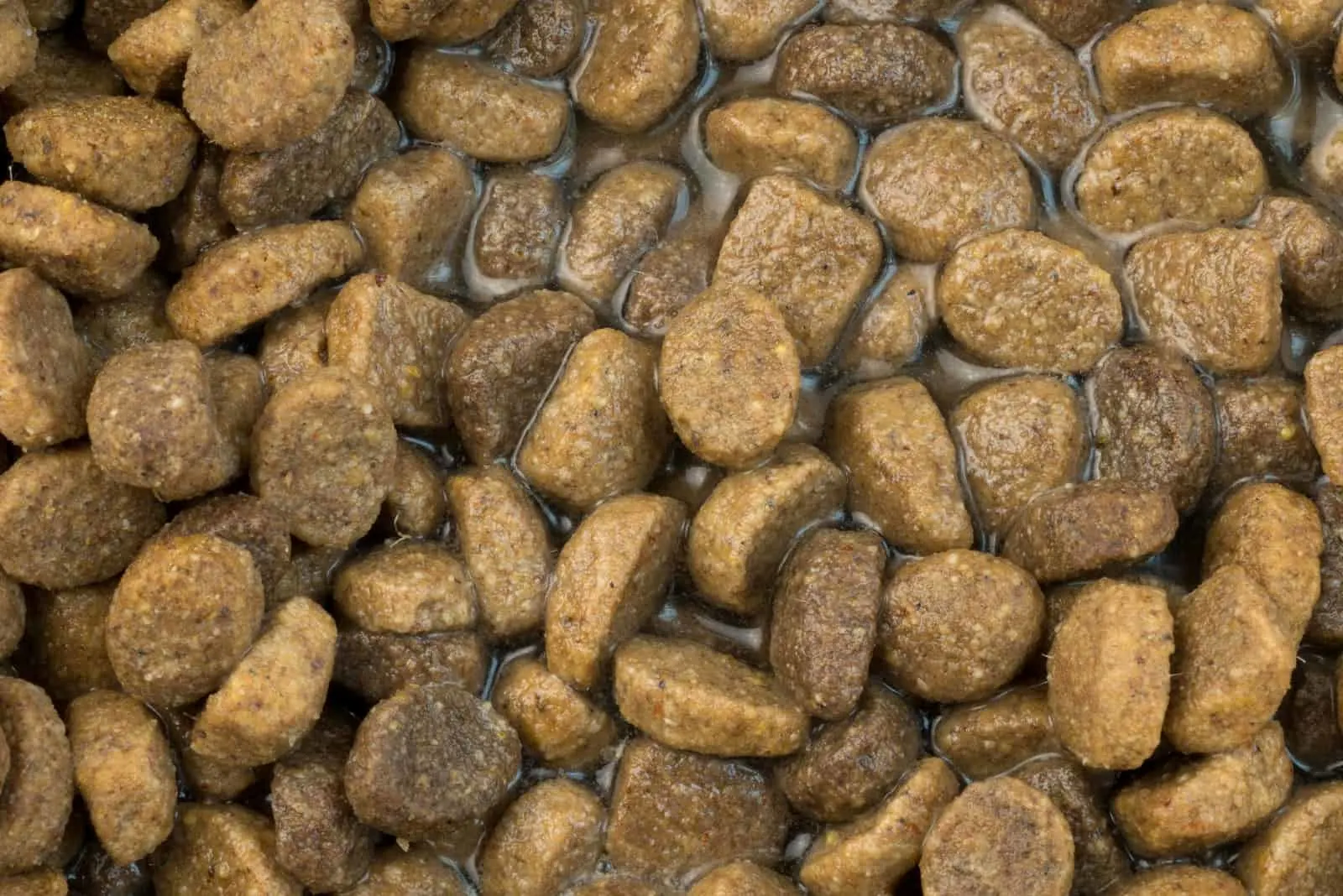 dog food submerged in water
