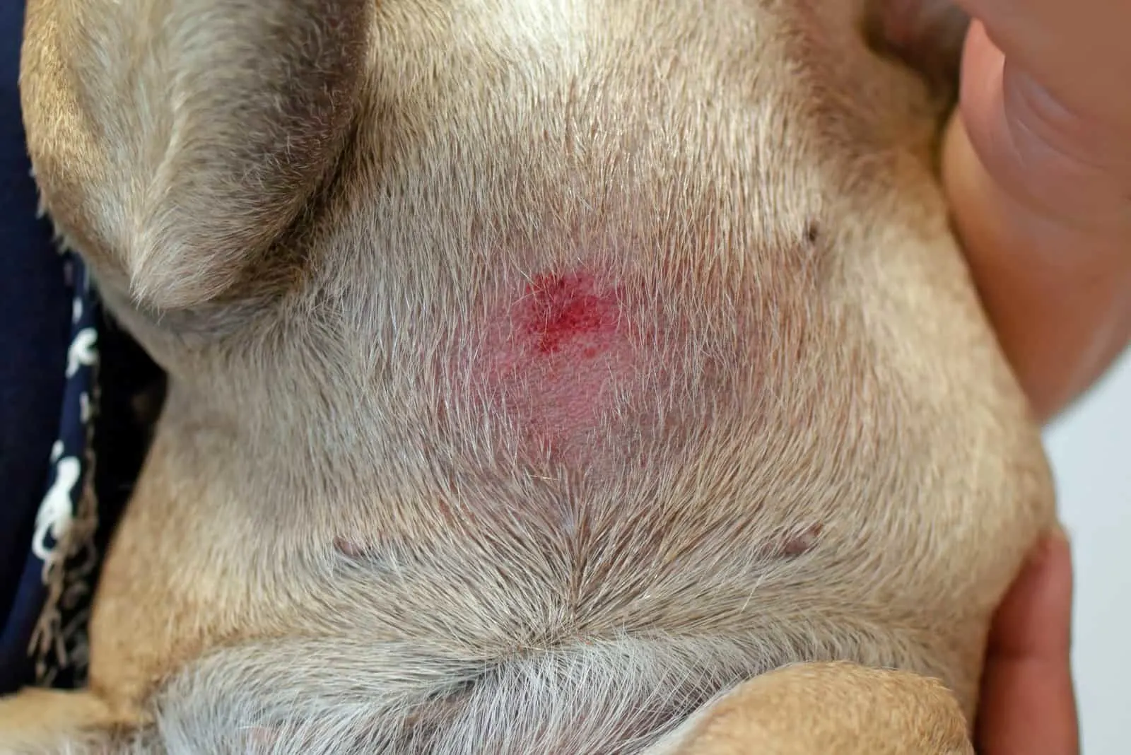 dog having Dermatitis