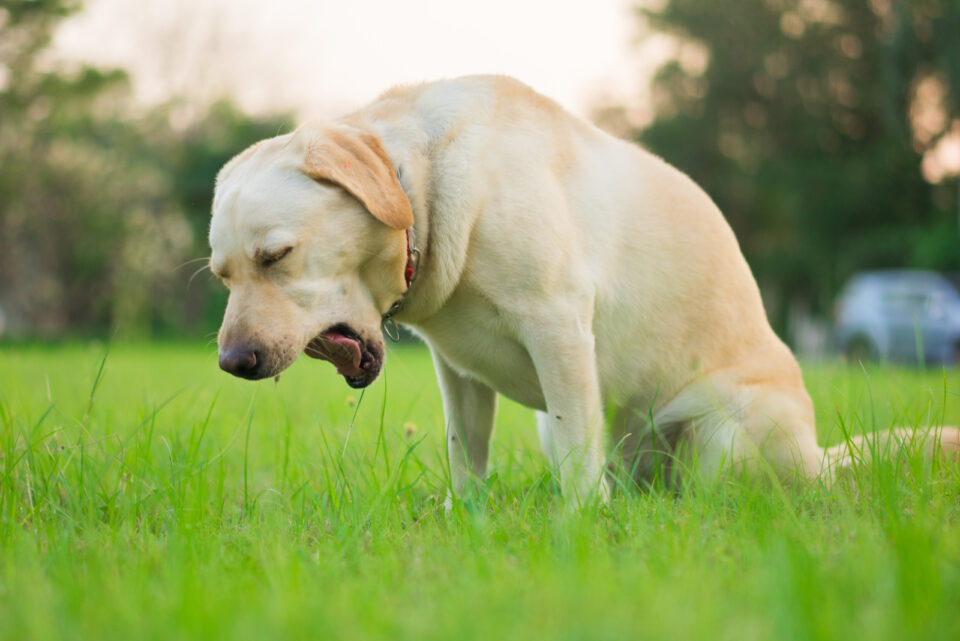 Dog Coughs After Drinking Water Here Are 6 Reasons Why