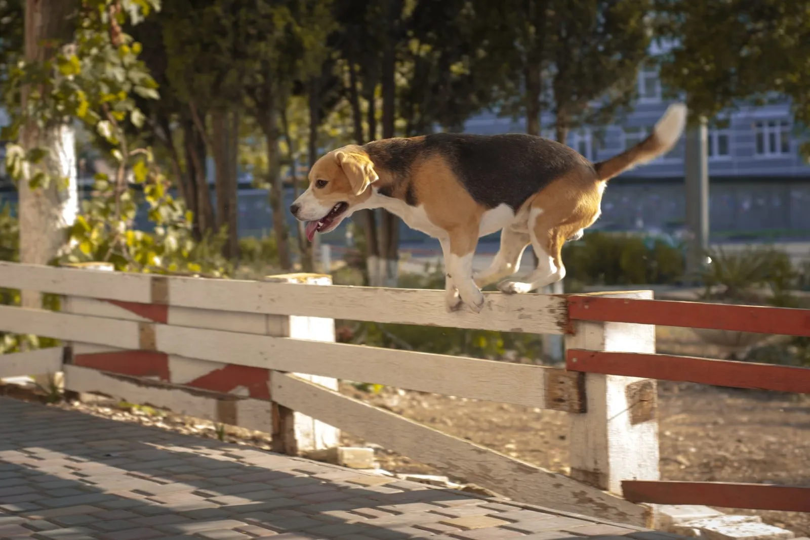 dog jumping over wooden fence