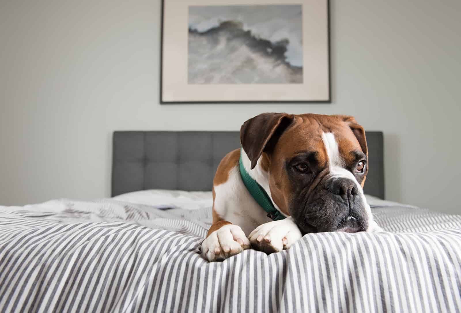 dog relaxing on owners bed alone