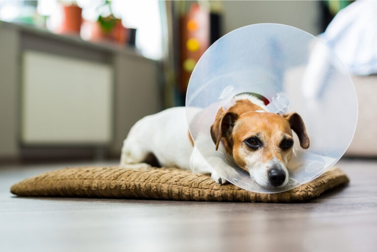 When To Take Cone Off Dog After Neuter And 4 Cone Alternatives