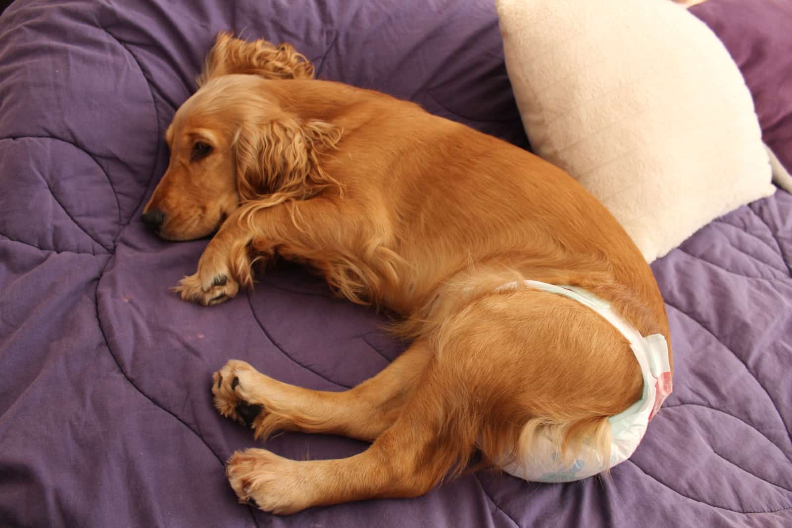 dog with diaper laying in the bed
