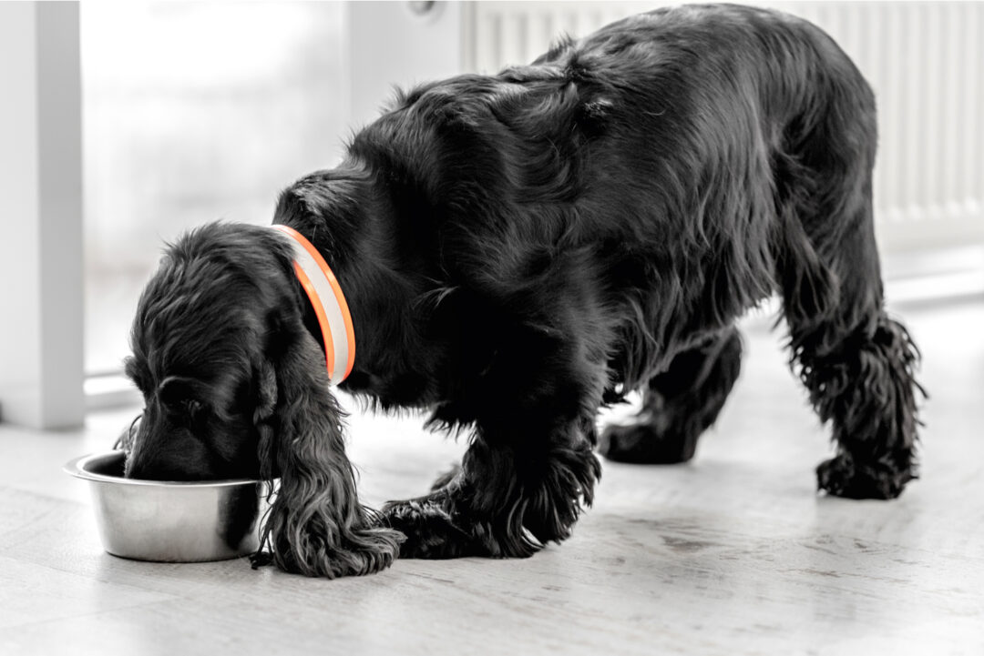 Cocker Spaniel Feeding Chart A Guide To Cocker