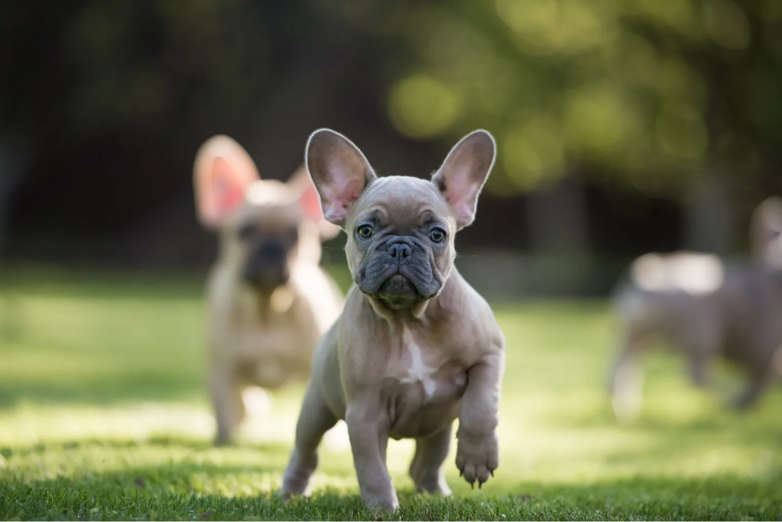 french bulldog puppies walking in the park