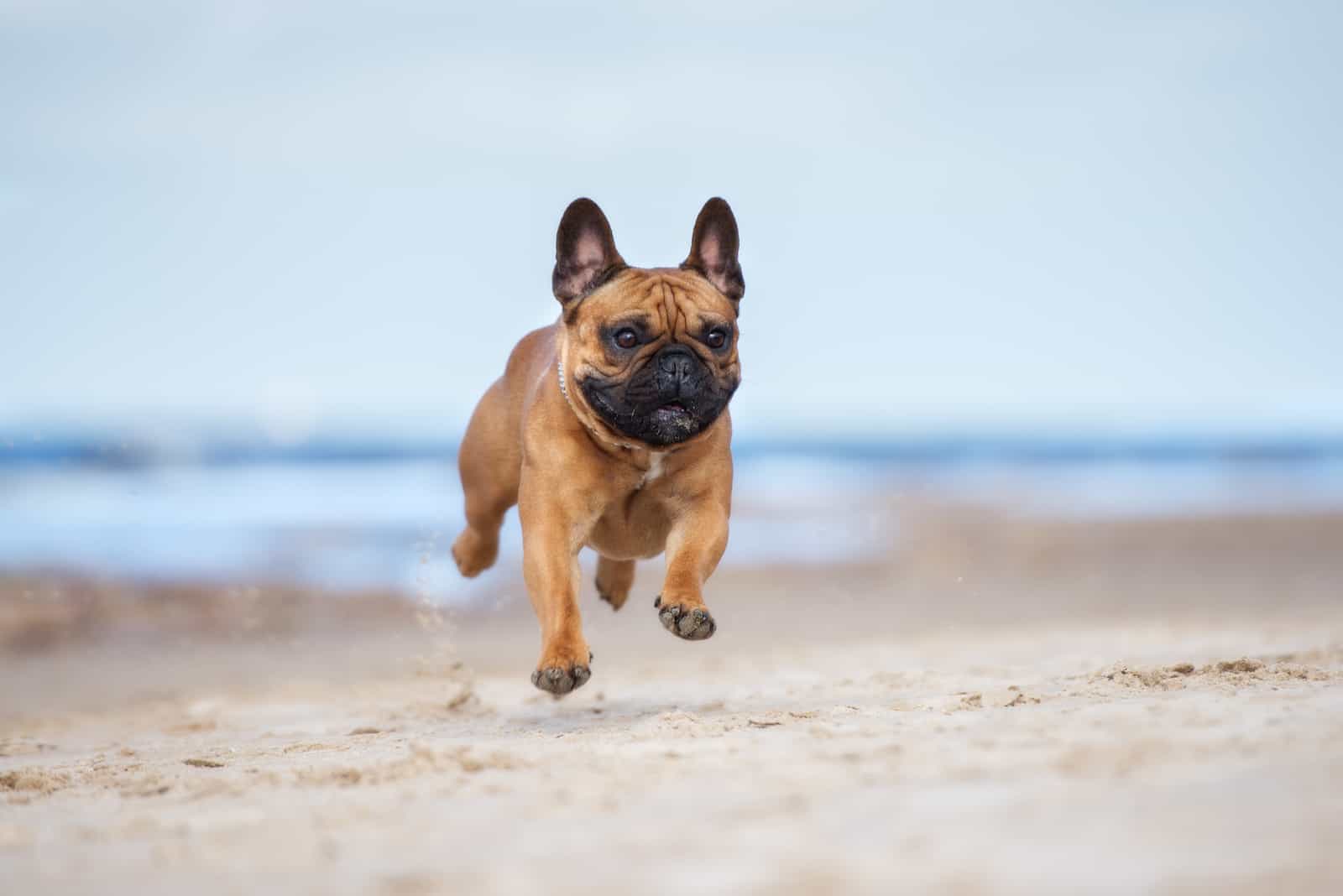 french bulldog puppy running on the beach