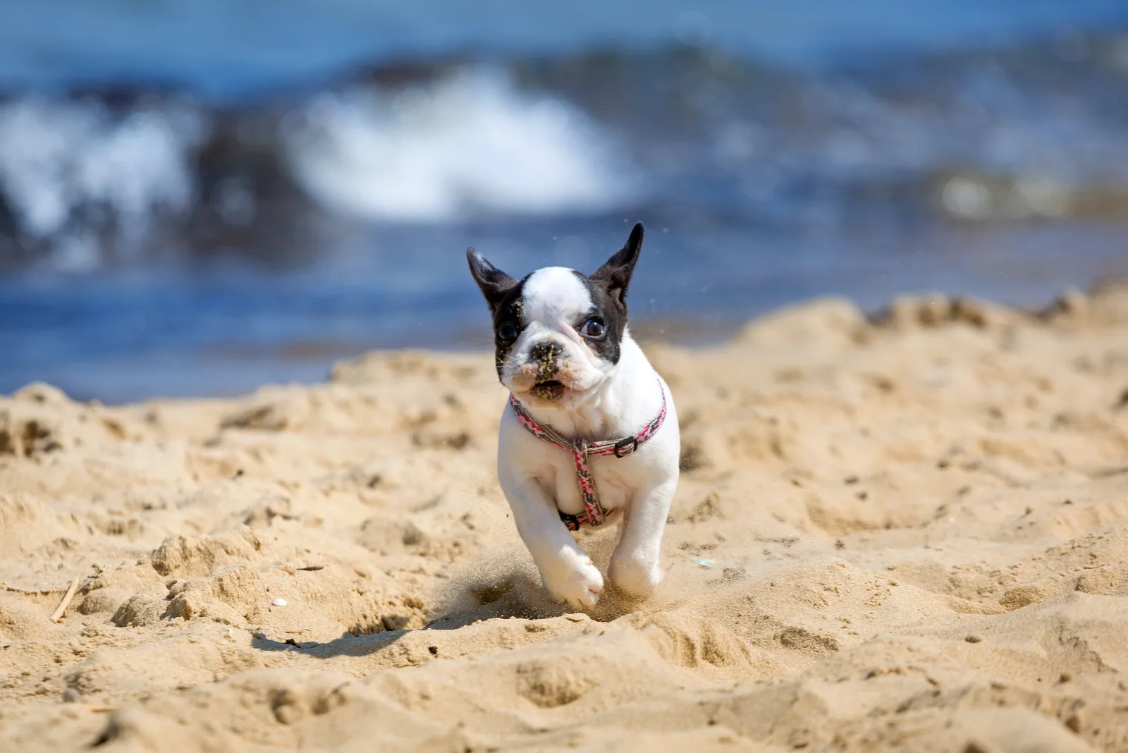 french bulldog puppy standing on the beach