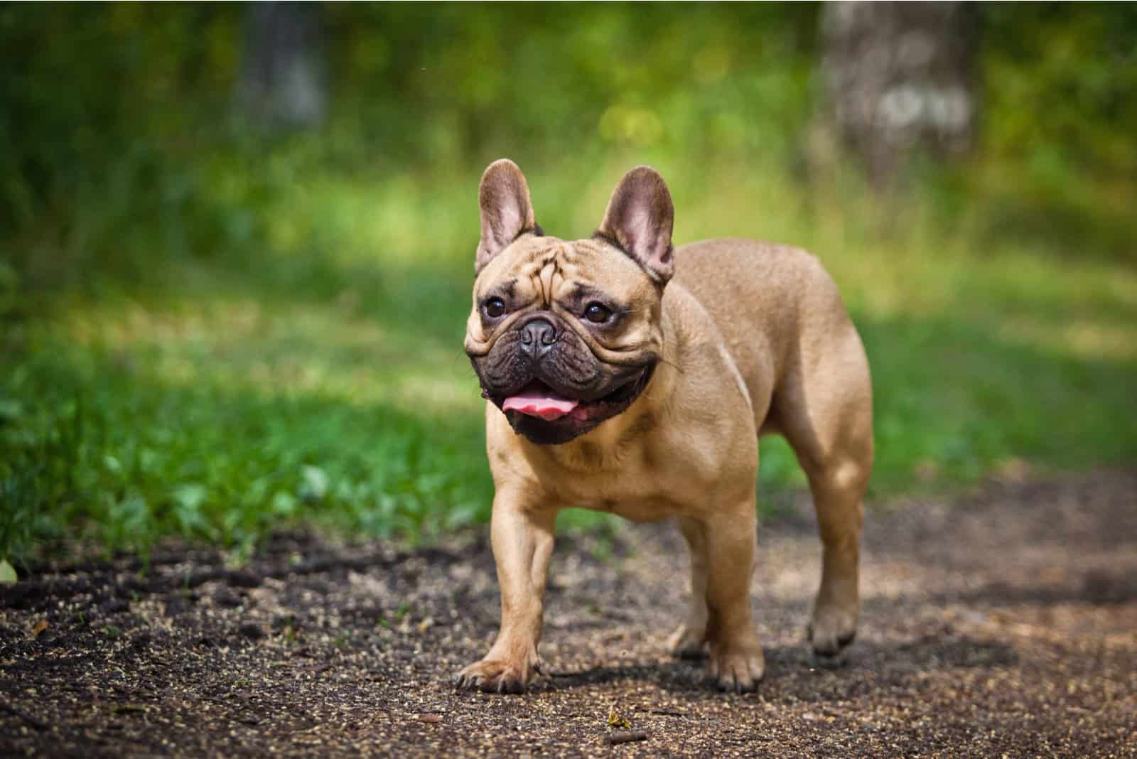 french bulldog sets in the park