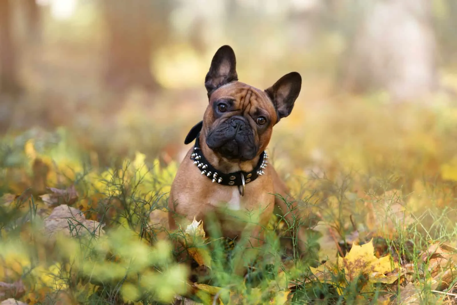 french bulldog standing on grass looking at cameras