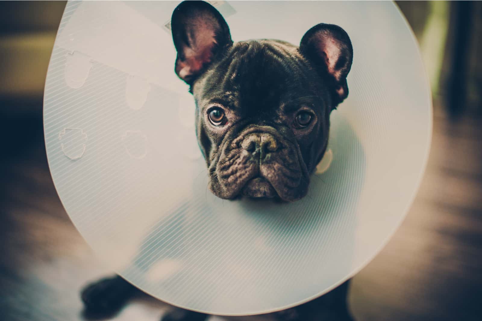 When To Take Cone Off Dog After Neuter And 4 Cone Alternatives