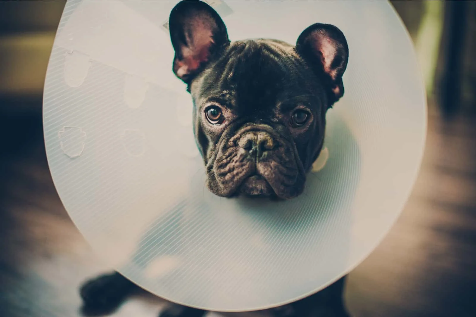 frenchie wearing a cone