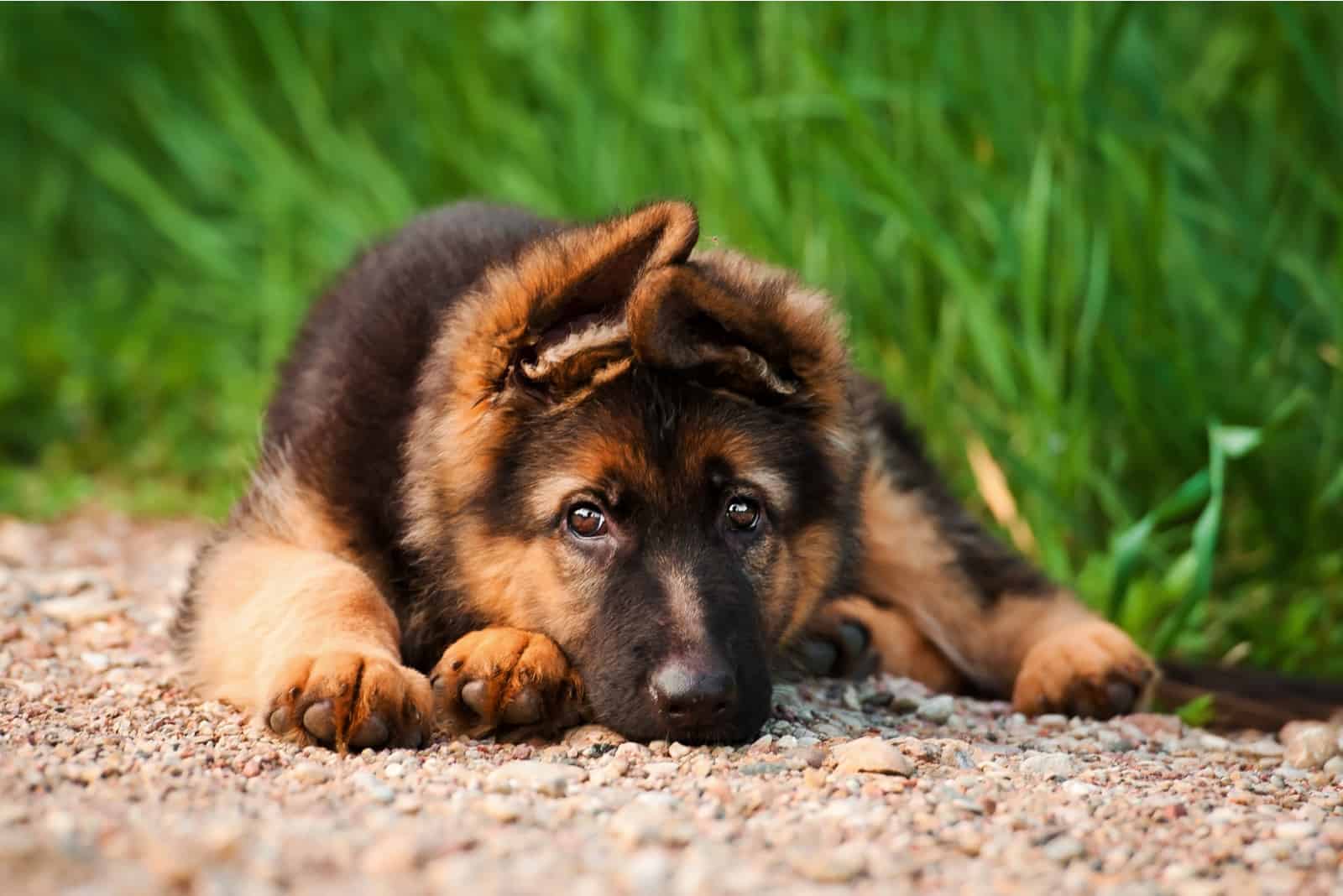 german shepherd puppy lying outdoor