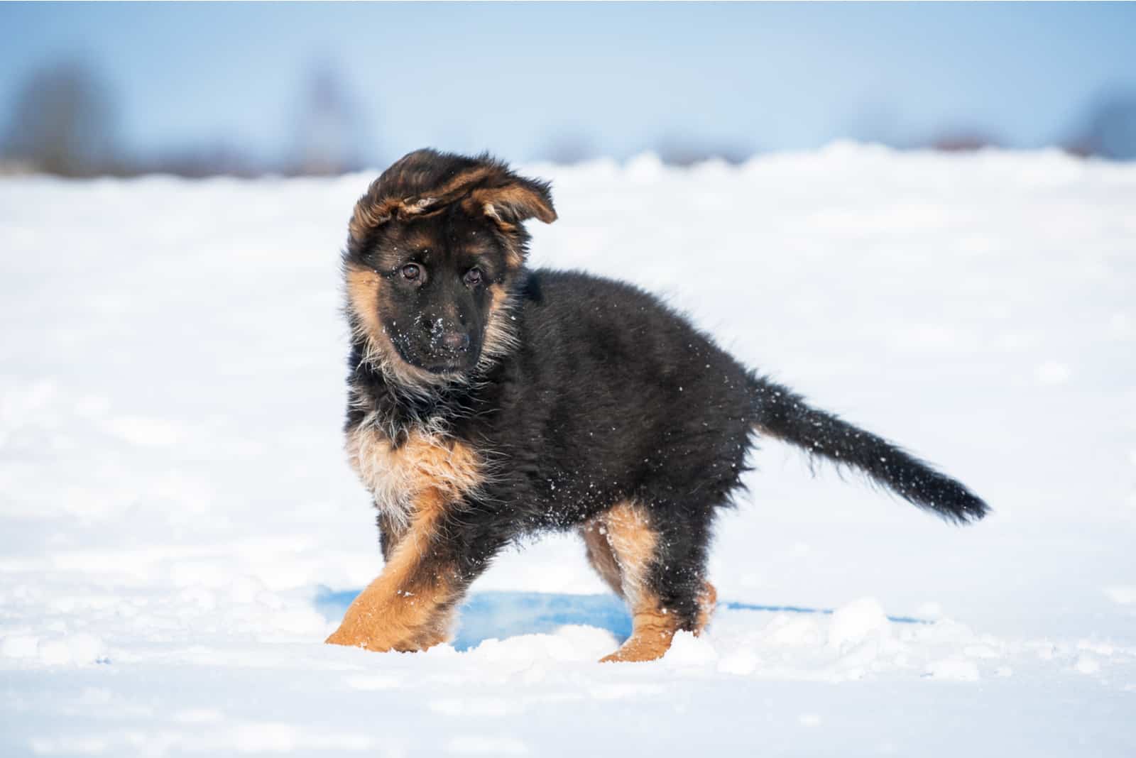 german shepherd puppy playing on the snow