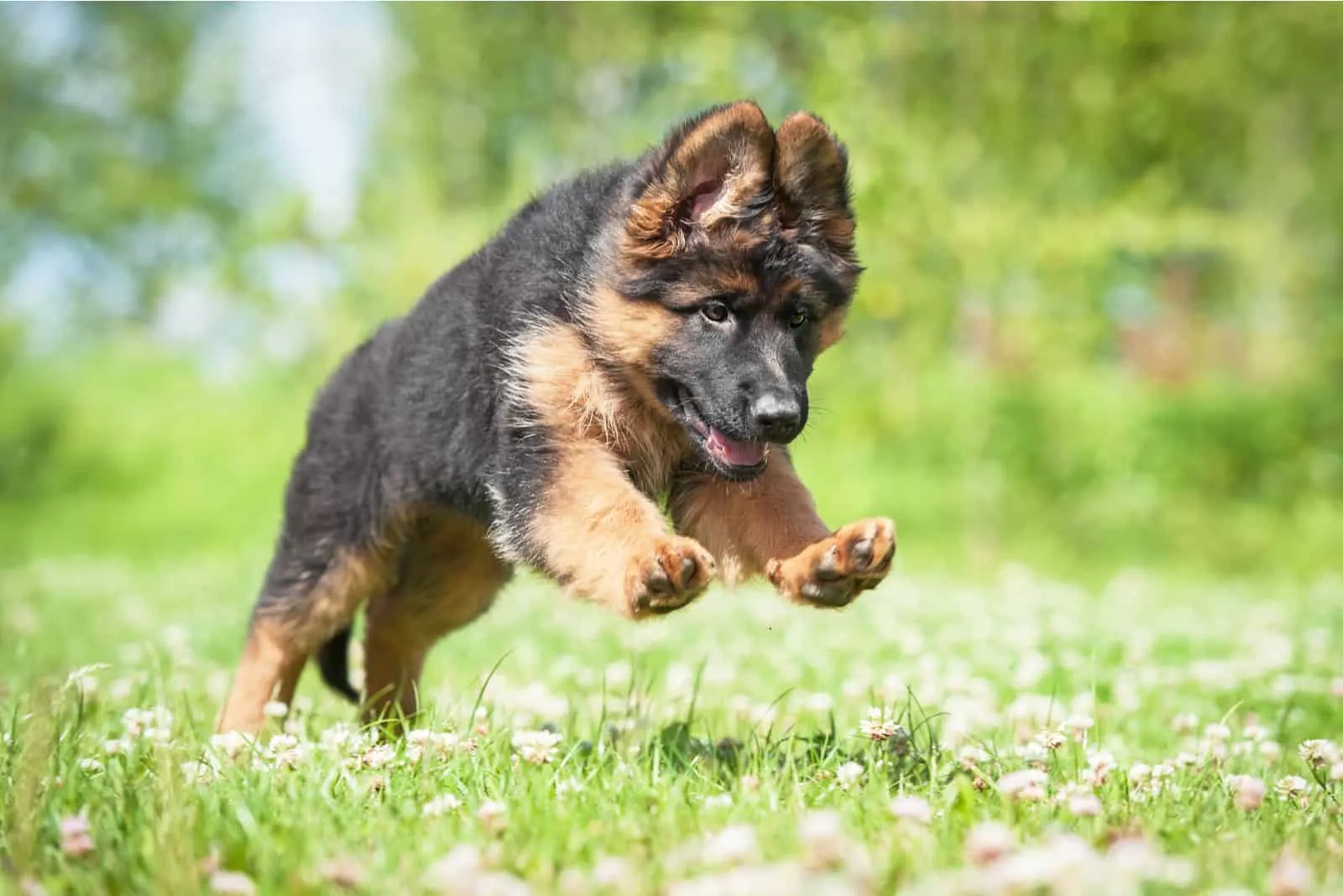 german shepherd puppy running outdoor