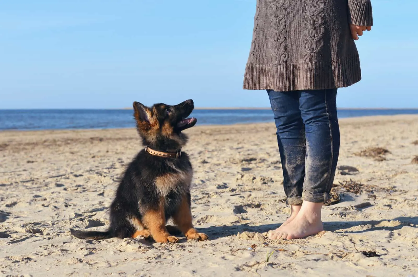 german shepherd puppy standing next to a woman at the beach