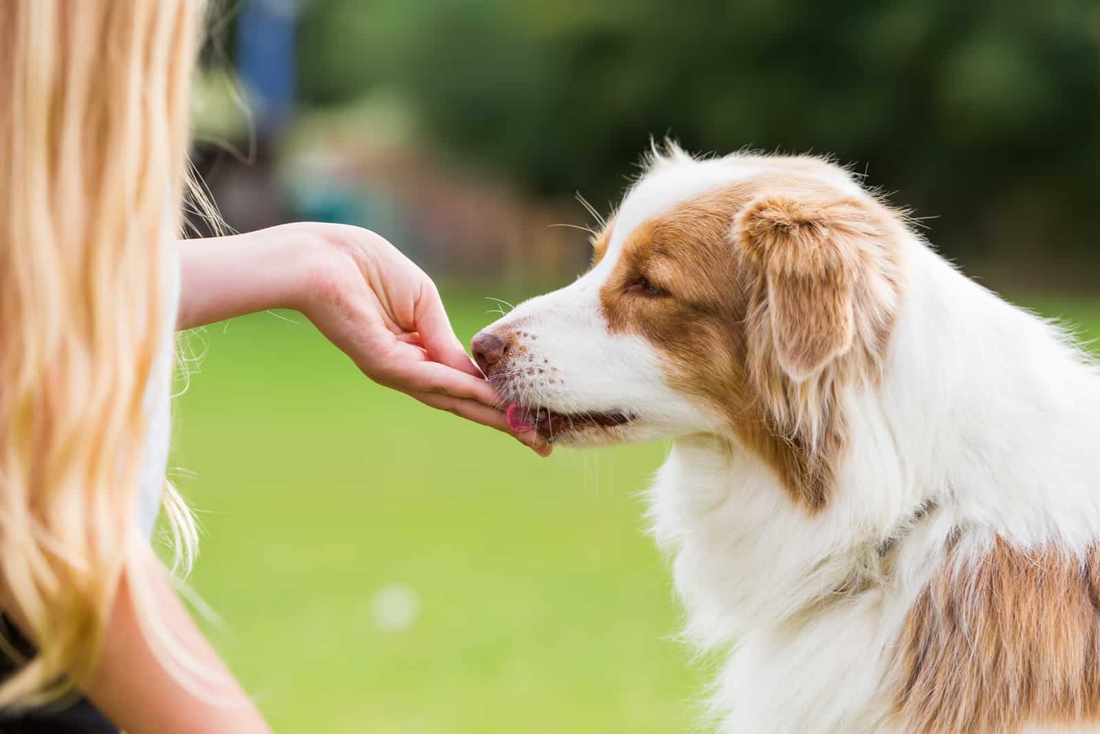 girl gives an Australian Shepherd dog a treat