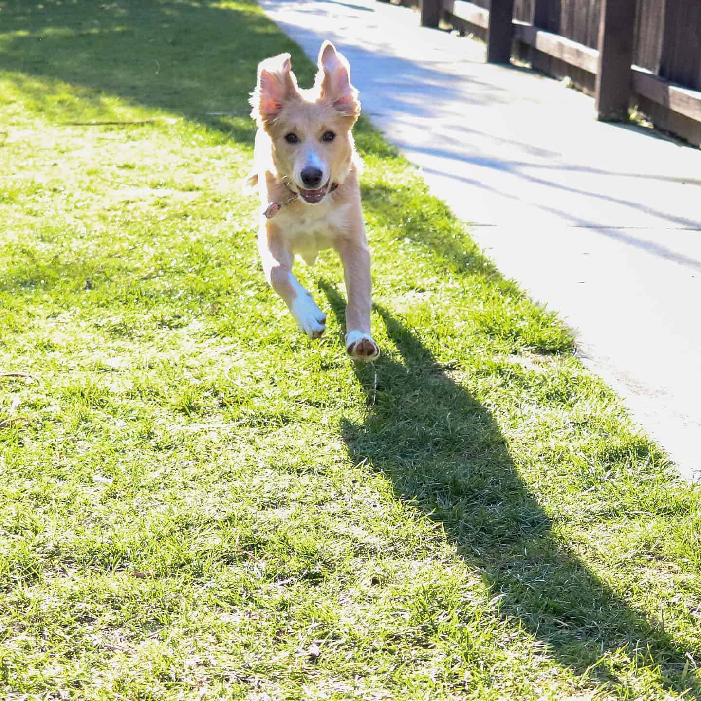 golden collie running