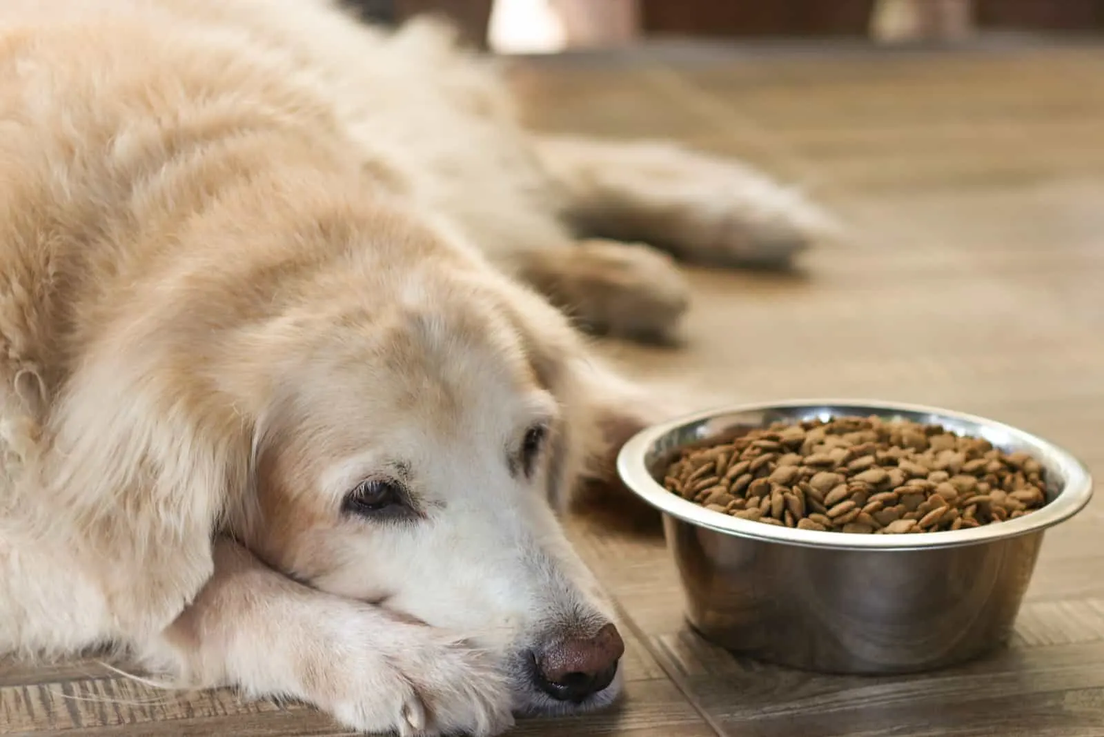 golden retriever dog is lying next to the food