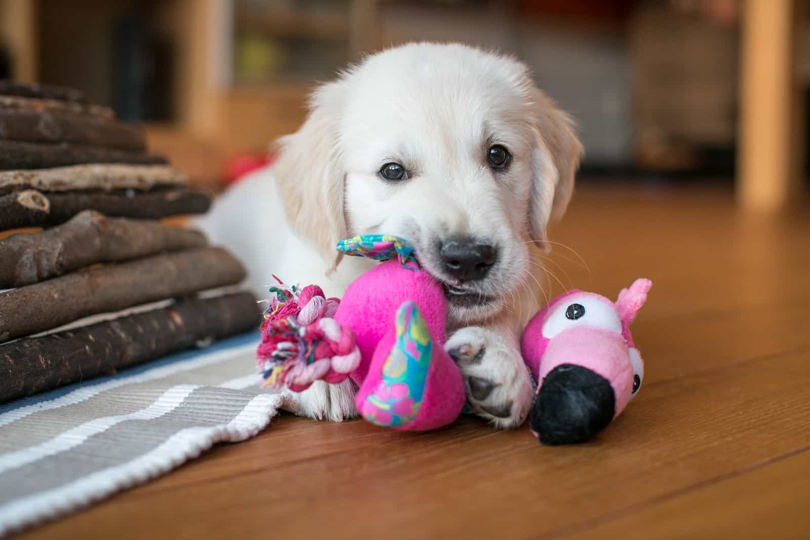 golden retriever puppy biting a toy