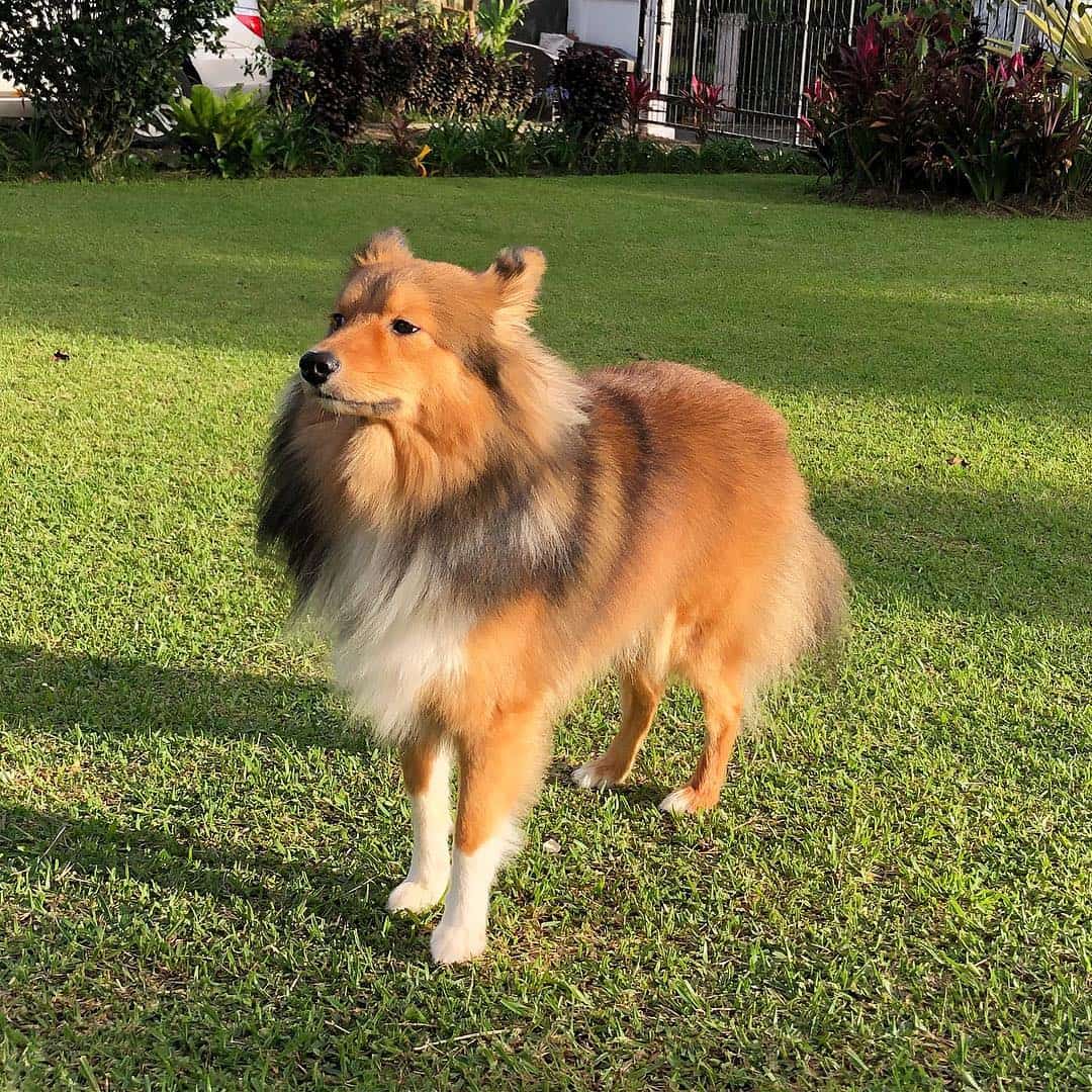 golden sheltie standing outdoor