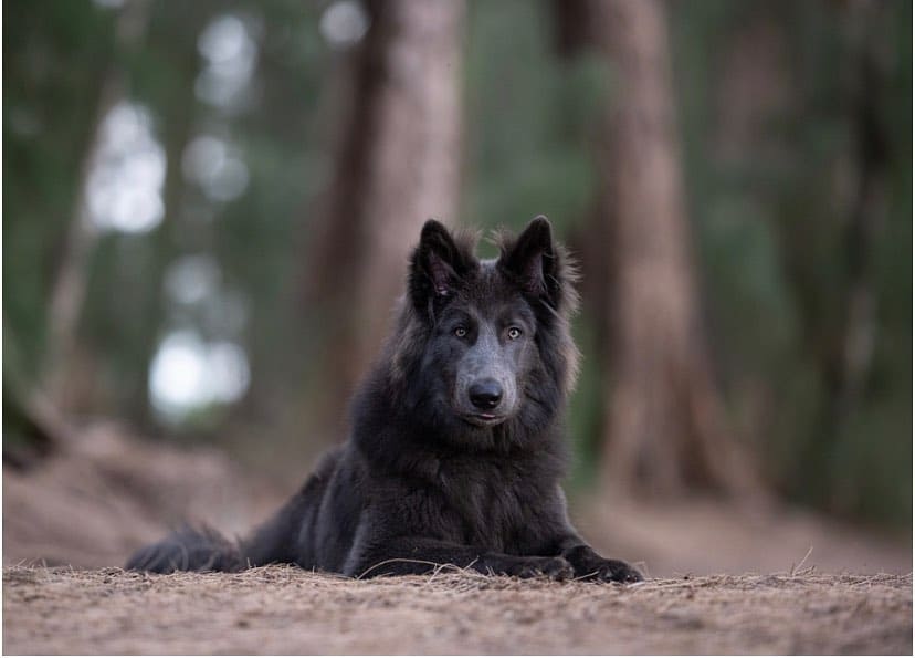 gorgeous blue bay shepherd dog