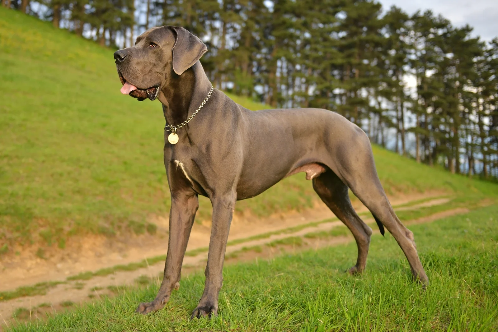 great dane standing in the park