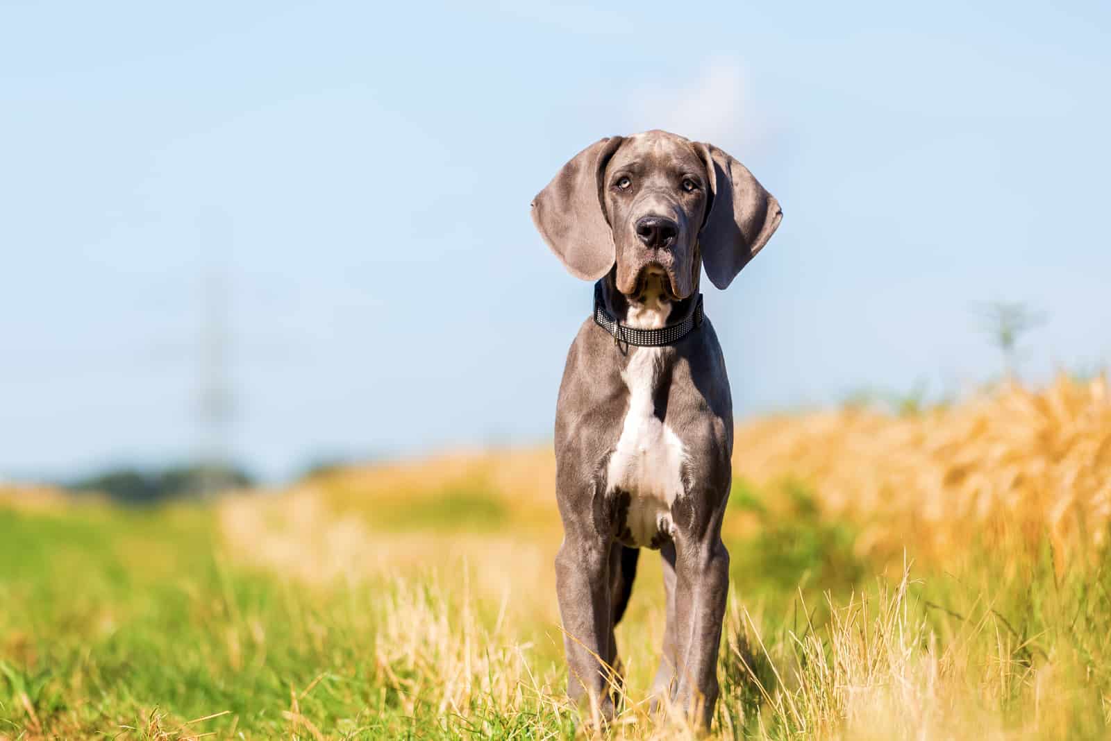 great dane standing int he country path