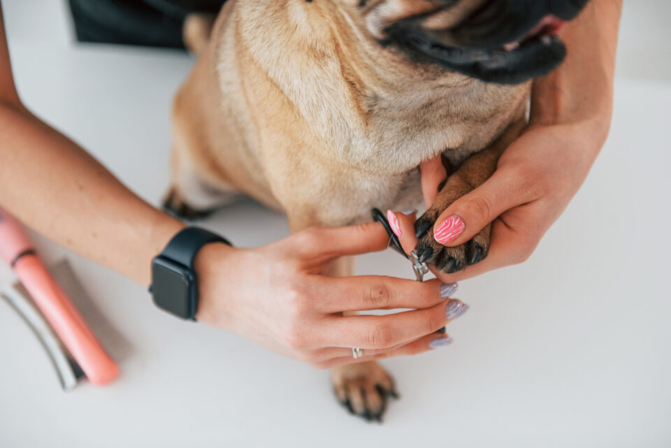 How To Sedate A Dog For Nail Clipping 6 Useful Tips