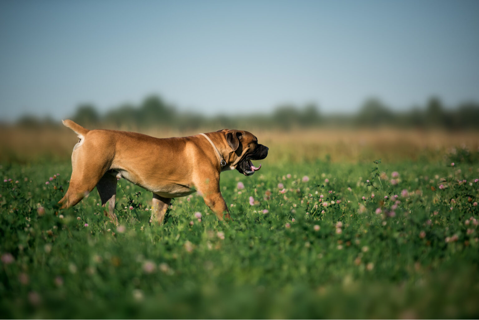 Boerboel feeding chart how much do these dogs eat 