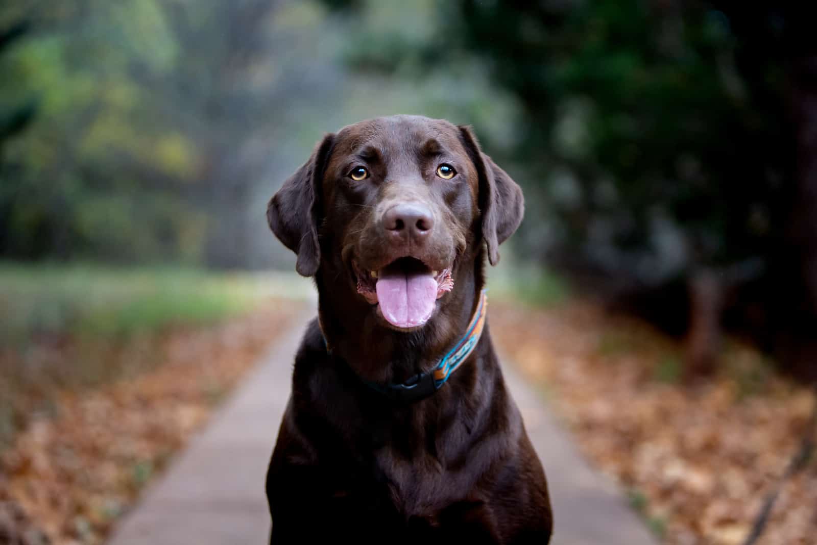 happy black labrador