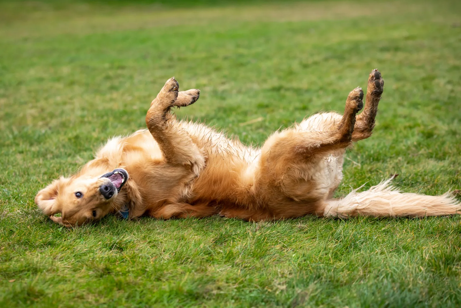 happy dog rolling on grass