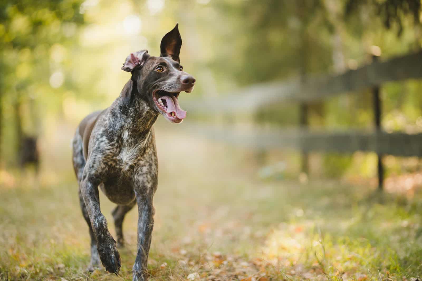happy german pointer running on a sunny day