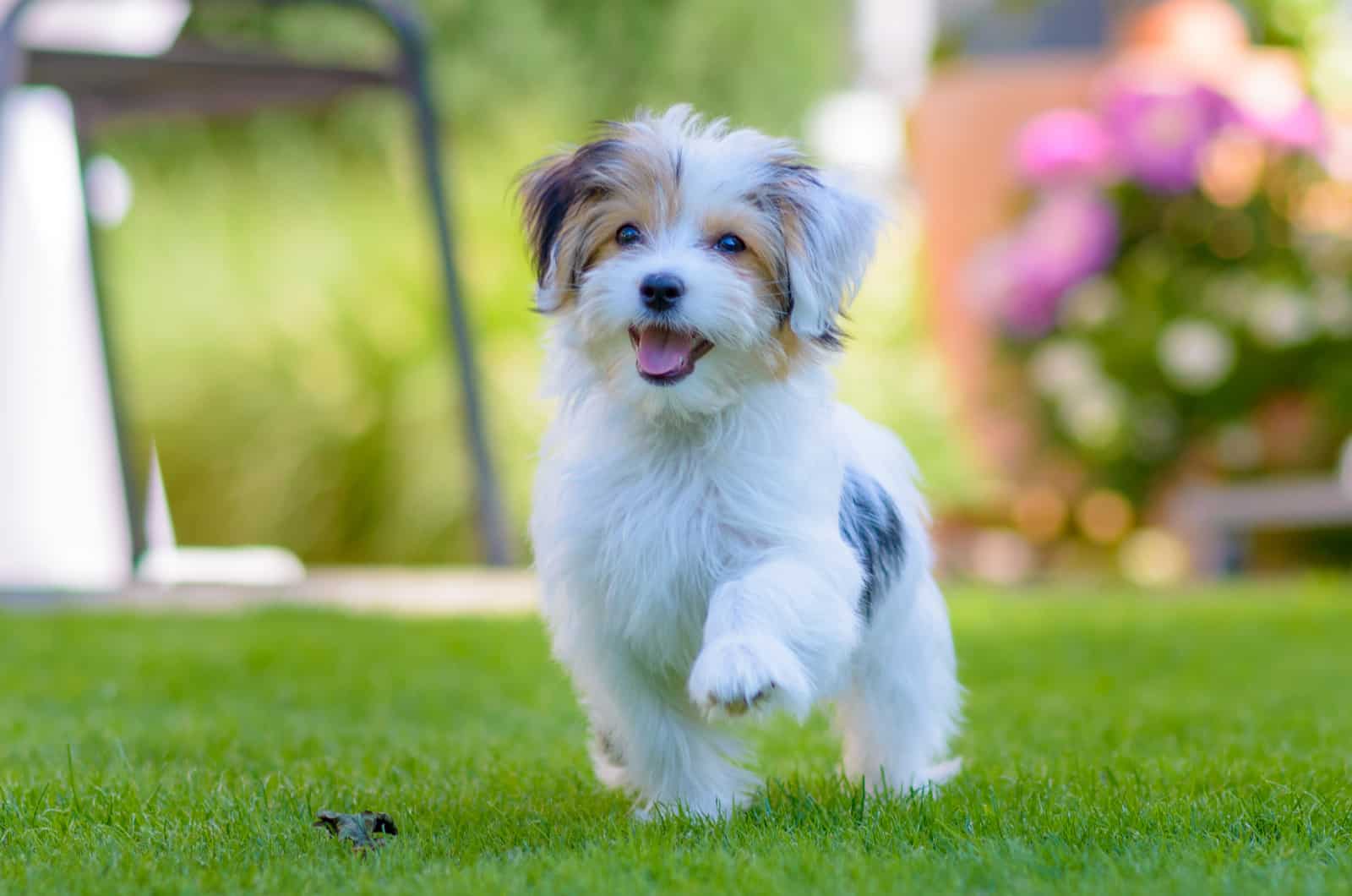 havanese puppy running on the grass