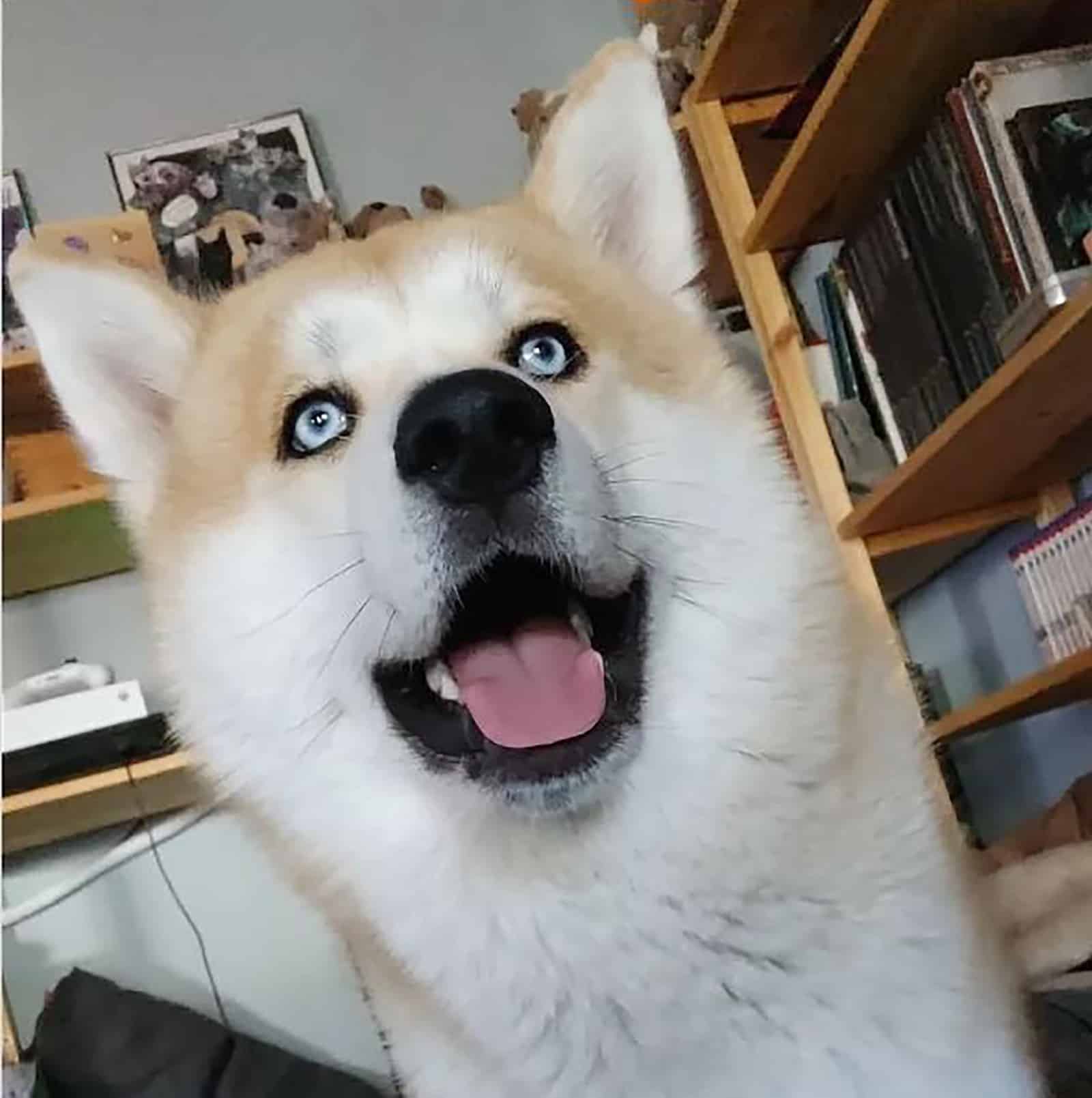 huskita