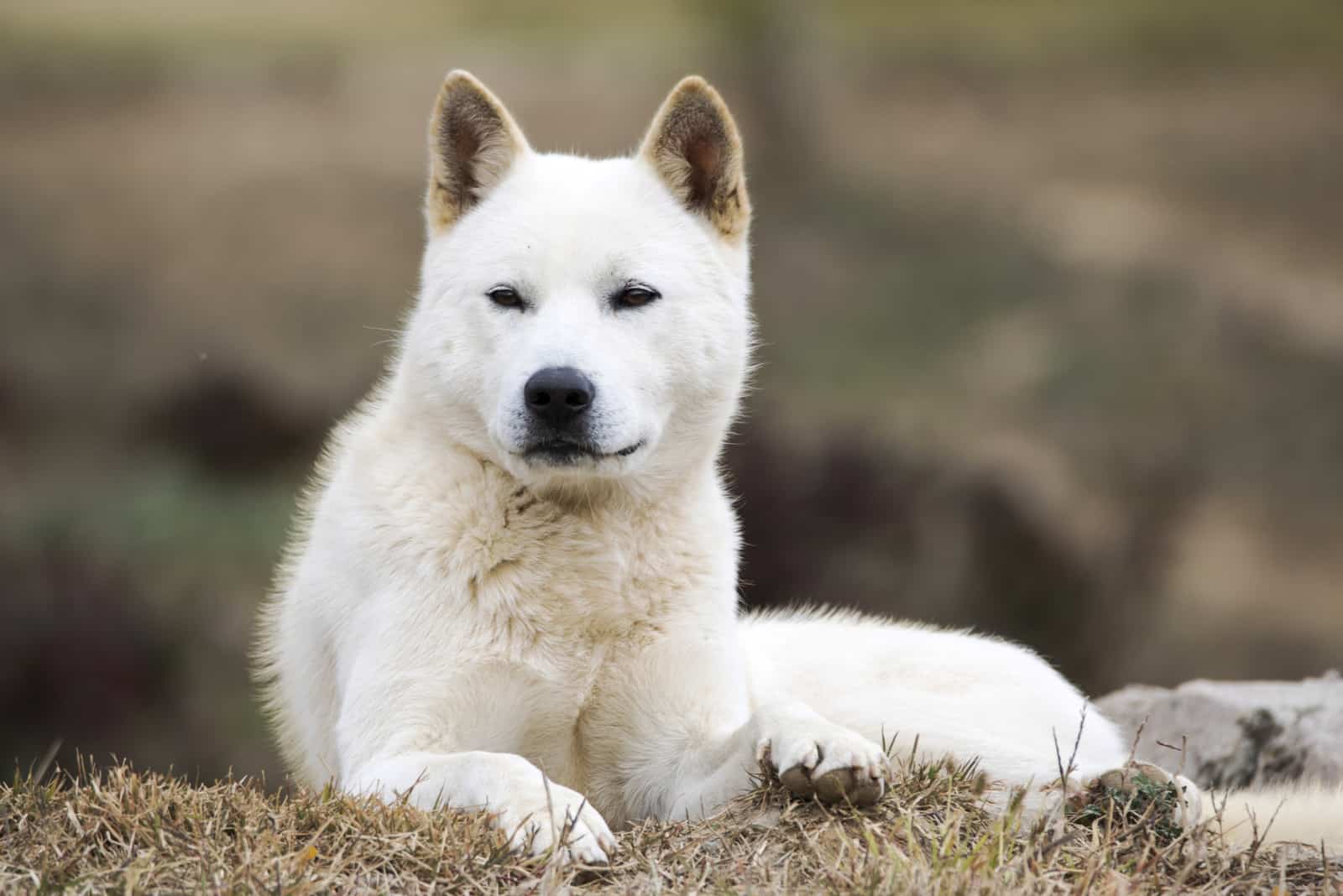 jindo dog lies and rests