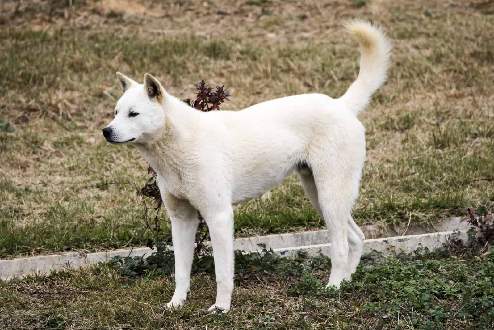 jindo walks in the park