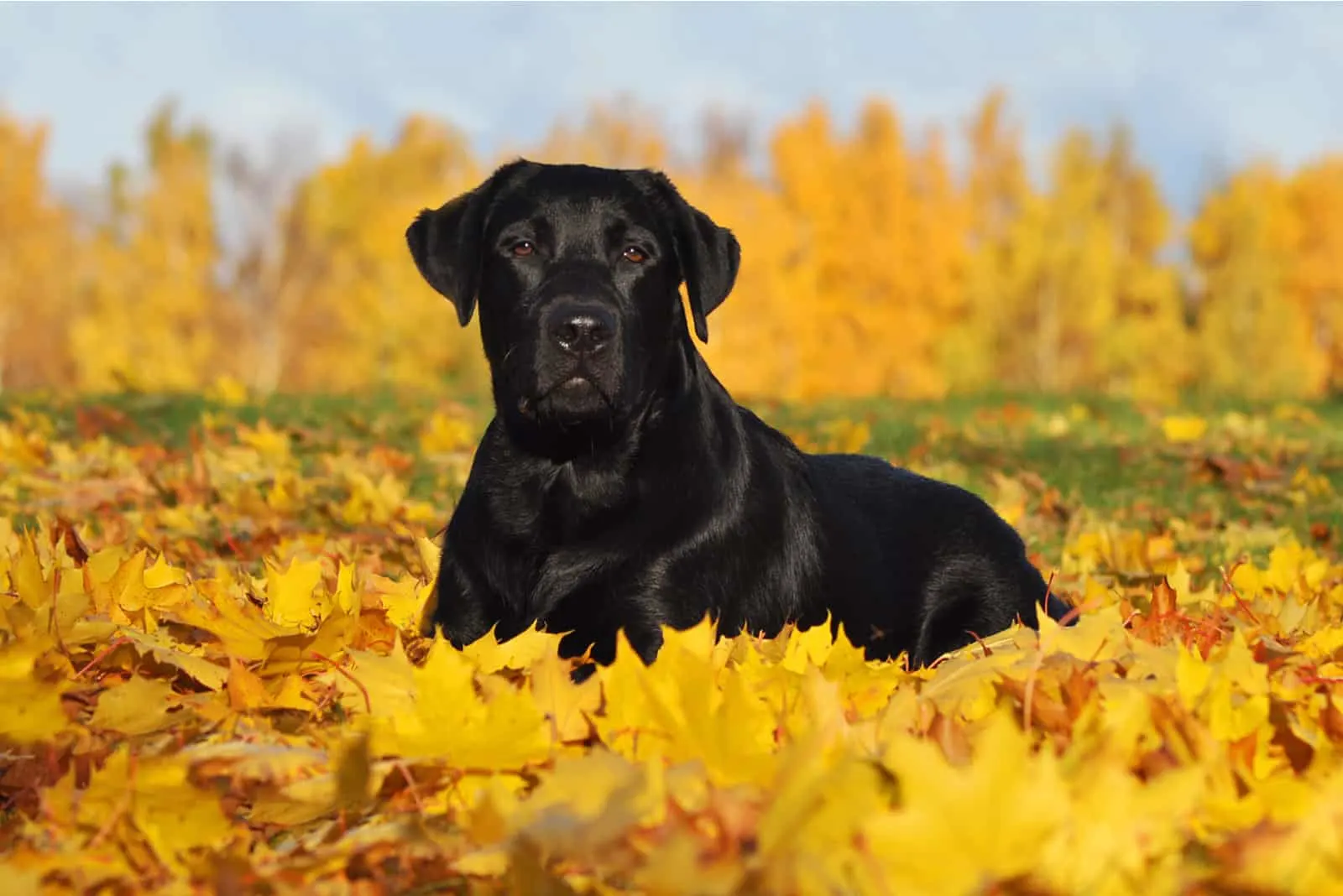 labrador black lies in the leaves