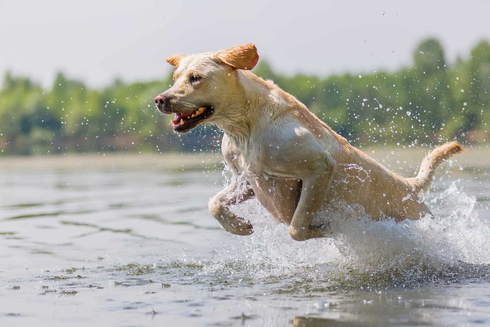 labrador playing in water