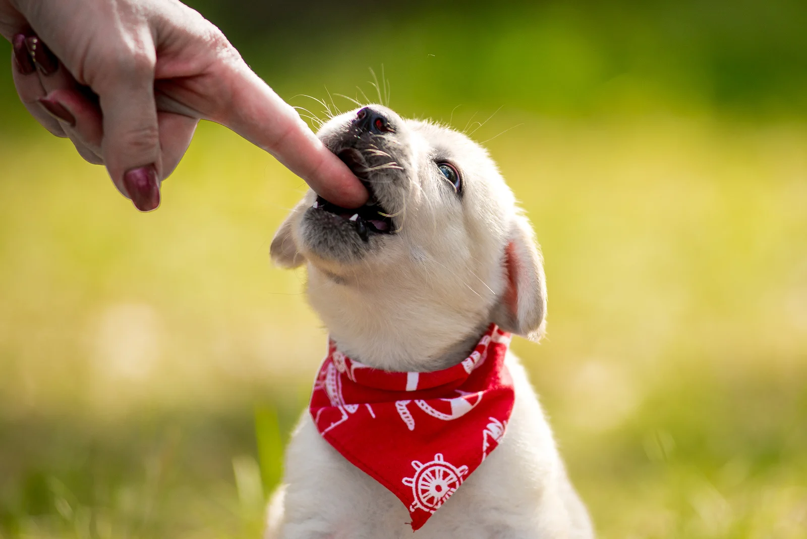 labrador puppy bites a human finge