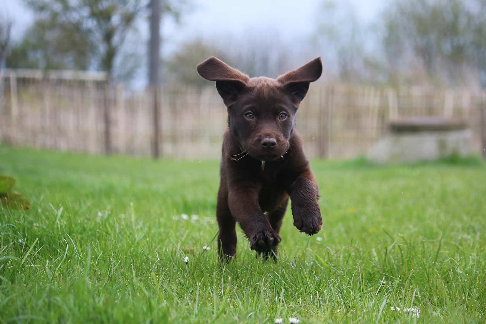 labrador puppy black running across the field