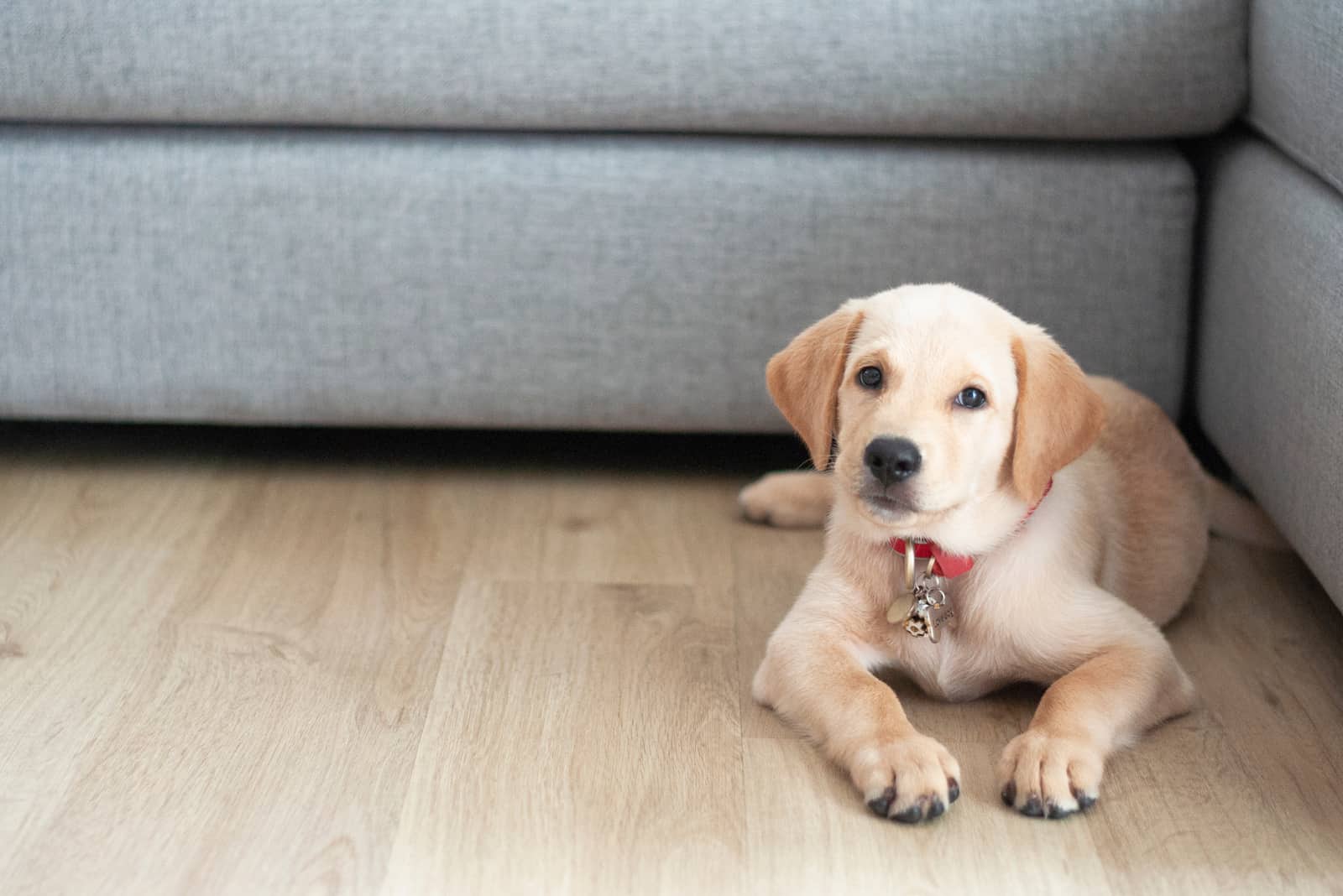 labrador puppy lies on the laminate