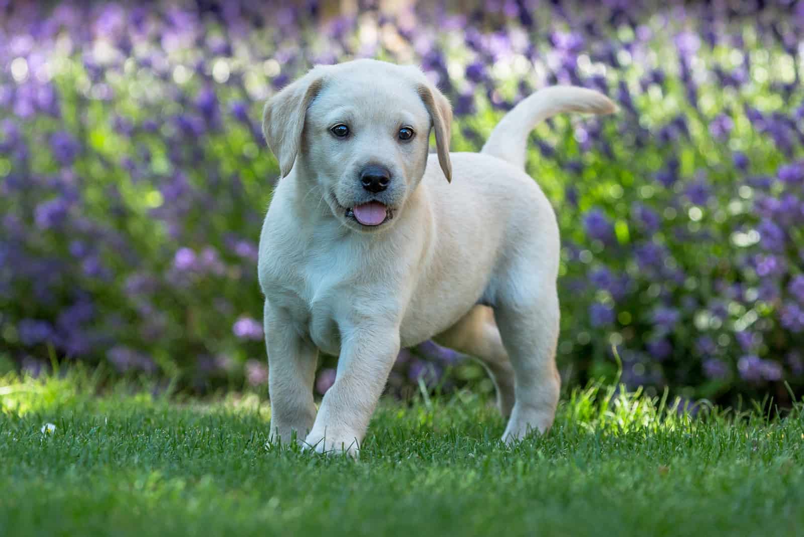 labrador puppy standing on the grass