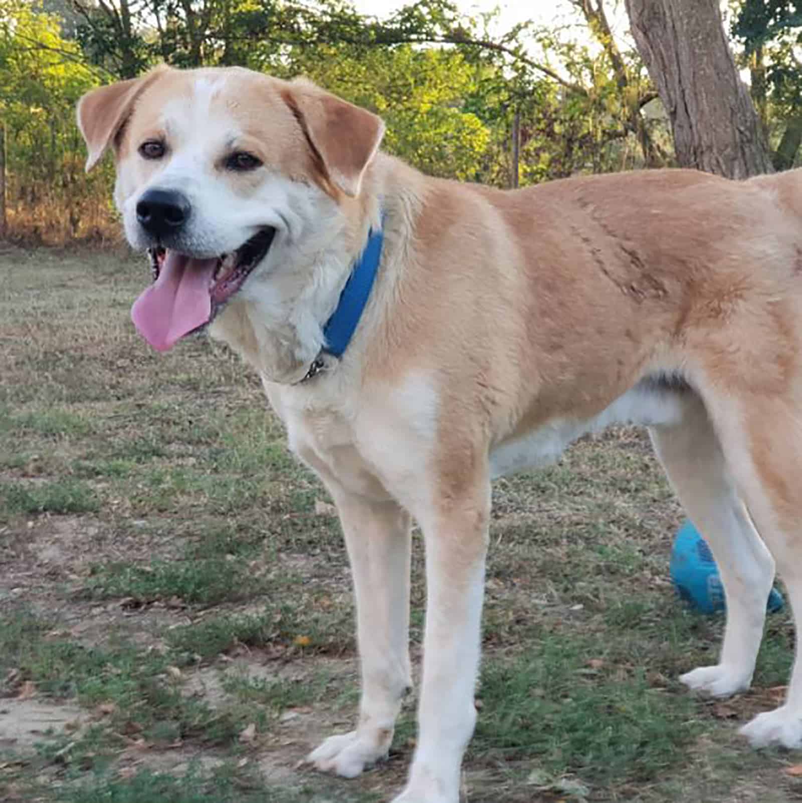 labrakita