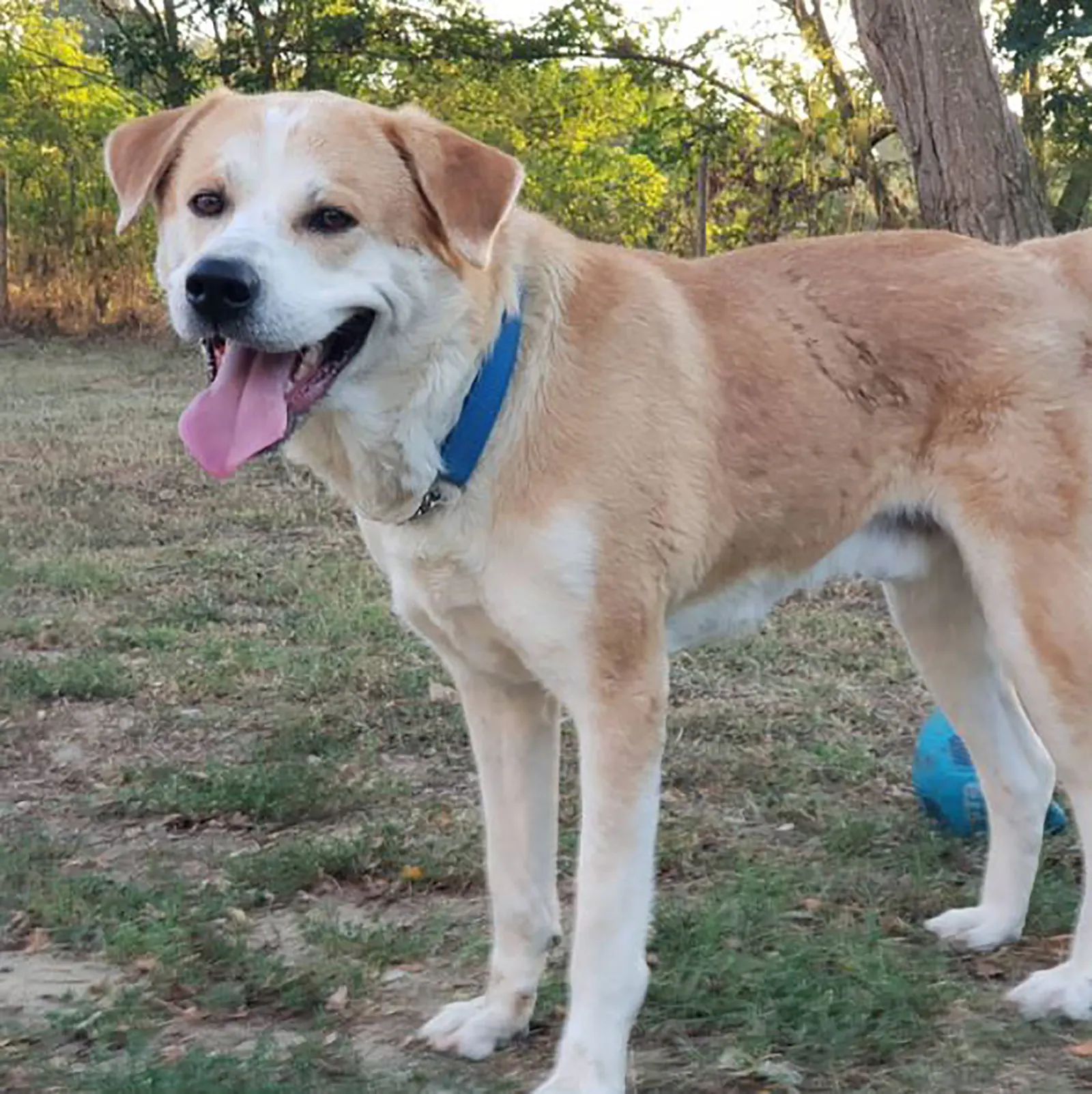 labrakita